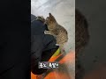 길냥이 공장냥이 강제병원놀이 주사기가 무서운 고양이