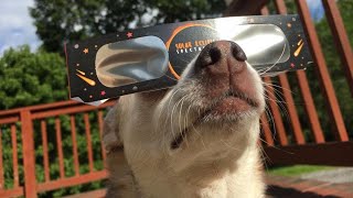 How Does a Solar Eclipse Affect Animals?