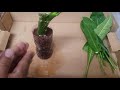 propagating plumerias by cuttings rooting plumerias