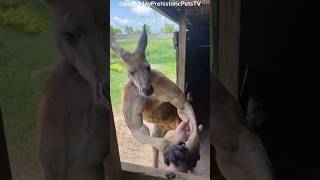 Kabhi bhi Kangaroo se panga mat lena