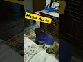 masha allah choti bachi namaz parh rai jummamubarak muslim shorts subhanallah viral