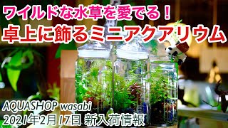 卓上に飾るインテリアアクア！AQUASHOP wasabi２０２１年２月１７日新入荷情報 ネイチャーアクアリウム水槽水槽立ち上げ初心者、レースプラント、クリプトコリネ、アポノゲトン、ボトルアクアリウム