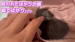 拾われたばかりの頃、よく寝ていました！