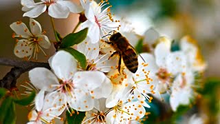 Sounds of spring birds and sounds of the village.  Beautiful blooming gardens