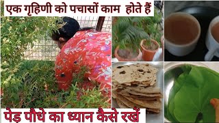 एक गृहिणी को पचासों काम  होते हैं - पेड़ पौधे का ध्यान कैसे रखें - Maa ki rasoi