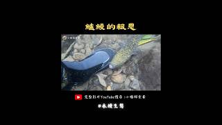 鱸鰻的報恩。#eel