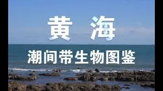 我拍到了全球仅有100只的濒危物种!黄海潮间带生物图鉴。