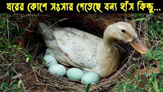 বন্য পাতিহাঁসের জীবন কাহিনী | Bird Story - 124 | The life story of Wild Duck |  Ep:02