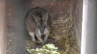 パルマワラビー (東武動物公園) 2017年10月15日