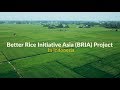 Better Rice Initiative Asia in Indonesia