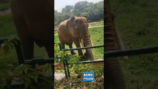 ഇത് അരിക്കൊമ്പൻ അല്ല.. ആഫ്രിക്കൻ ആന#shortsvideo#elephant#ആനപ്രേമികൾ#scientificname#chemtipsmalayalam