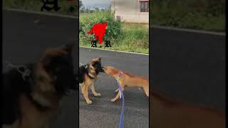 KOMBAI VS GERMAN SHEPHERD a head to head clash