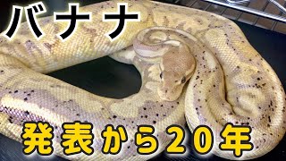 【黄色と言えば？】黄色いボールパイソンと言えばこのモルフでしょ！