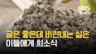 수과원, 굴 특유의 냄새 제거하는 기술 개발 / KBS