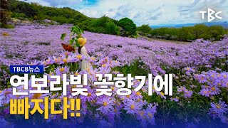 문경 봉천사 개미취 축제 230925 ㅣ TBC영상뉴스