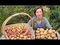 Maincrop Potato Harvest Reveal / Homegrown Garden