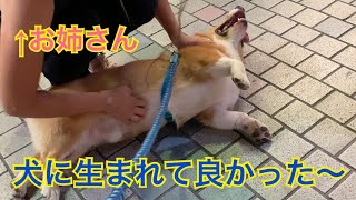 殿方にはぜひ犬をお勧めしたいコーギーコナン【久しぶりのナンパ待ち】 CONAN's HAPPY DAYs