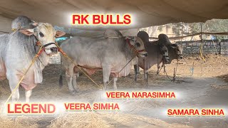 రెంటచింతల గ్రామము RK bulls