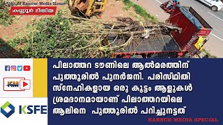 പിലാത്തറ ടൗണിലെ ആൽമരത്തിന് പുത്തൂരിൽ പുനർജനി #kannur #tree #pilathara.com #kerala