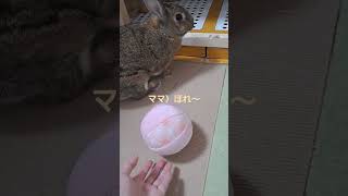 ボールは嫌いなるーちぇ #うさぎ #小動物 #bunny #rabbit