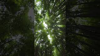 2024年7月7日 京都嵐山竹林小徑🎋Kyoto Arashiyama Bamboo Forest Trail