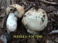 russula_foetens.mpeg