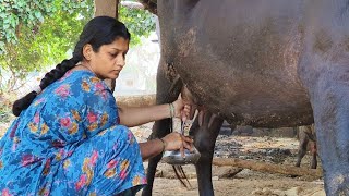 ಹಾಲು ಹಿಂಡುವುದು/ಹಾಲು ಕರೆಯುವುದು/cow milking by hand in Kannada/halu hinduvudu hege@soumyapatil3123