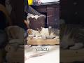 The feline who stole the dog’s bed-and my heart 🐈💕🥰#cat #shortvideo #cute #funny #pets