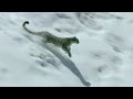 la caza del leopardo de las nieves national geographic espaÑa