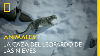 La caza del leopardo de las nieves | NATIONAL GEOGRAPHIC ESPAÑA