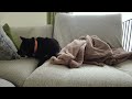 甲斐犬ミックス（保護犬）がただソファーで寝ているだけの動画