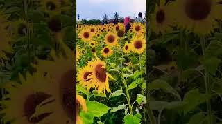 🌞 sunflower in full bloom at gundalpett  - Gundalpett sooryakanthi paadam #mrswayanad #viral