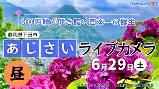 【LIVE】あじさいライブカメラ＠下田公園 昼　〜第53回伊豆下田温泉あじさい祭開催中〜 2024年6月29日(土) #あじさい #紫陽花