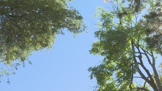 Colorado Families Share Process Of 'Green Funerals'