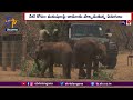 drought kills hundreds of animals in kenya కెన్యాలో కరువు కారణంగా వన్య జీవుల మృత్యువాత