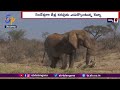 drought kills hundreds of animals in kenya కెన్యాలో కరువు కారణంగా వన్య జీవుల మృత్యువాత