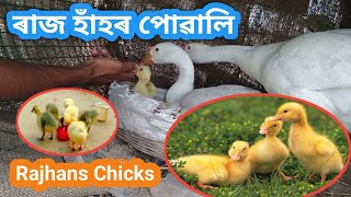 ৰাজ হাঁহৰ পোৱালি l Rajhans Ducklings l rajhans breeding farm in assam #rajhansh