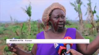 Four sub counties in Luweero have been affected by army worms