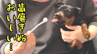 歯磨き粉が美味しいから歯磨きは好きなジロ【ミニピン】