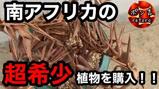 【何かわかるかな？】南アフリカの超希少植物を購入しました！！！