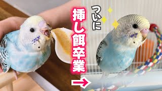 なかなか挿し餌をやめられなかった雛が一人餌になるまでの記録【セキセイインコ　雛　生後2カ月】