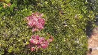 Native Drosera Pygmaea Sundews