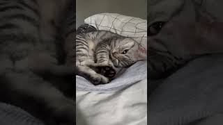 飼主のいなくなったベットで丸くなってお昼寝をする猫がこちらです。【#Shorts】