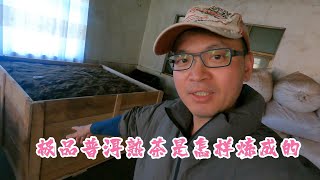 【饼子-专注于中国云南原生态有机古树茶】极品普洱熟茶是怎样炼成的？很期待我自己做的生态纯净的普洱熟茶