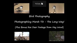 Bird Photography - Photographing Marsh Tit with the Sony A1 - The Long Way!