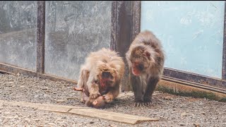 【高尾山さる園】マツゲ・ケチャップ親子