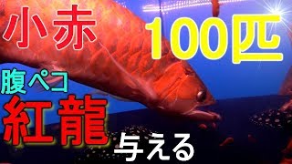 【閲覧注意】偏食の紅龍に小赤を100匹与えてみた