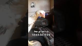 31.01.2025 | கீளி மூக்கு  கன்னி பேடை விற்பனைக்க்கு | parrot beeak temper tail vergin female fro sale