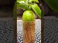 Guava Grafting New Technique #shorts #trending #viral #grafting