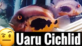 Uaru Cichlid Care Guide